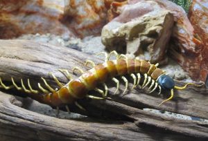 Australia's Most Dangerous Animals, Ranked