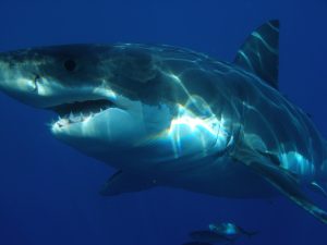 Australia's Most Dangerous Animals, Ranked