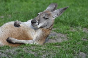Australia's Most Dangerous Animals, Ranked