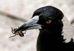 Australia's Most Dangerous Animals, Ranked