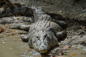 Australia's Most Dangerous Animals, Ranked