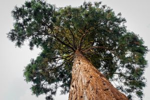 Giant sequoia, Sierra Nevada