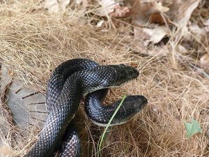 Australia's Most Dangerous Animals, Ranked