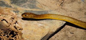 Australia's Most Dangerous Animals, Ranked