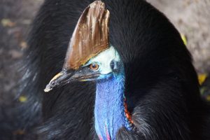Australia's Most Dangerous Animals, Ranked