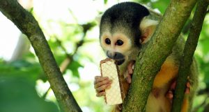 The Most Dangerous Foods In The World
