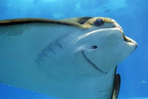 Australia's Most Dangerous Animals, Ranked