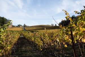The Best Things To Do In Napa Valley, California