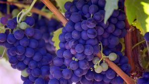 The Best Things To Do In Napa Valley, California