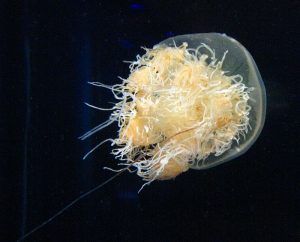 The Most Dangerous Foods In The World