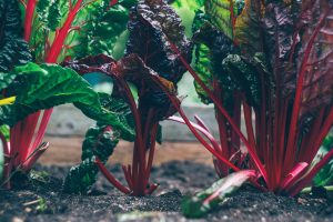The Most Dangerous Foods In The World